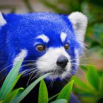 Firefox 57 Quantum