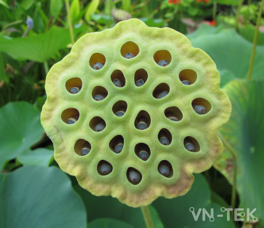 Bí ẩn về chứng bệnh khiến con người sợ những lỗ tròn